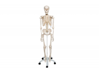 dydaktyczny model czaszki człowieka na odcinku szyjnym kręgosłupa, 4 części - 3b smart anatomy kat. 1020161 a20/2 3b scientific modele anatomiczne 13